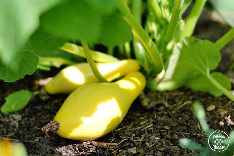 Summer Squash Growing Guide