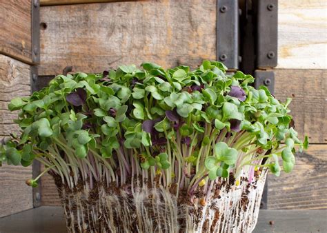 Radish Microgreens – Urban Roots Farms