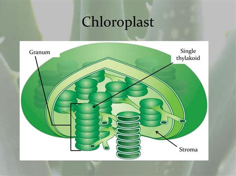 PPT - Photosynthesis PowerPoint Presentation, free download - ID:2046570