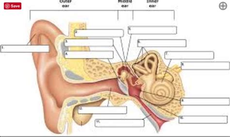 ear Diagram | Quizlet