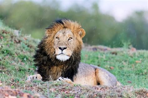 Instruir gesto Cadena información de los animales carnívoros Oh querido asesino micro