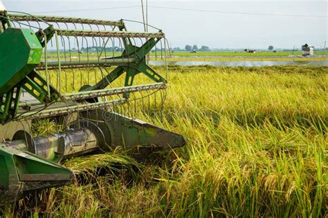 Automatic Rice Harvester Machine is Being Used To Harvest the Fields. Stock Image - Image of ...