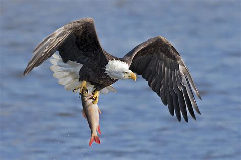 Bald Eagle Catching A Big Fish Photograph by Jun Zuo - Pixels