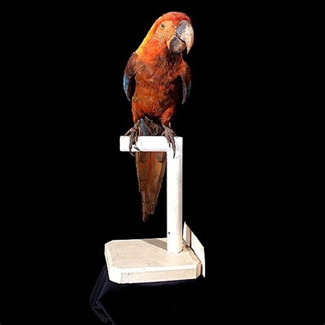 Cuban Macaw † – birdfinding.info