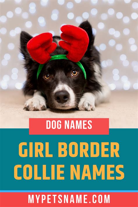 Girl Border Collie Names | Border collie names, Girl dog names, Female ...