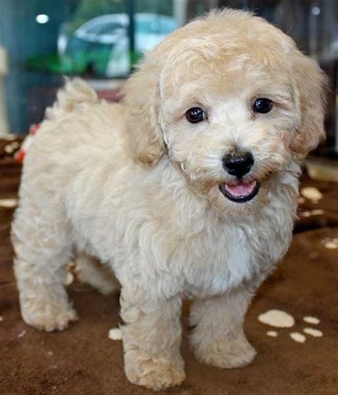 73+ Bichon Frise Poodle Mix Full Grown Image - Bleumoonproductions