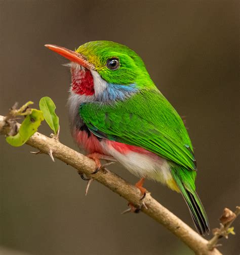 Cuban Tody | Wildlife Photography | Bird Watching