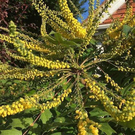 Mahonia japonica in full flower #plants #garden #beautifulday #landscape Flower Plants, Flowers ...