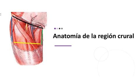 Resúmenes de Arcada crural | Descarga apuntes de Arcada crural