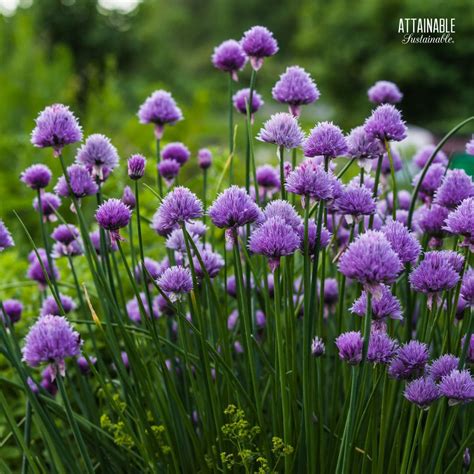 Growing Chives as a Perennial Herb - Attainable Sustainable®