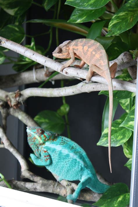 Panther Chameleon Breeding - Mating | Much Ado About Chameleons