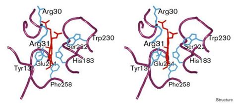 Crystal structure of ferrochelatase: the terminal enzyme in heme biosynthesis: Structure