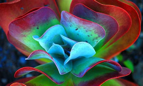 succulent, Plants, Nature, Macro Wallpapers HD / Desktop and Mobile Backgrounds