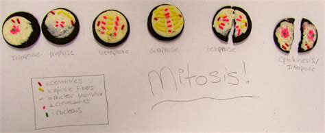 Modeling Mitosis with Oreo Cookies 1e: Designing Coherent Instruction | Mitosis, Biology for ...