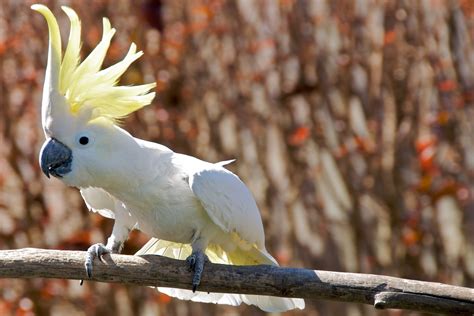 cockatoo, Parrot, Bird, Tropical, 55 Wallpapers HD / Desktop and Mobile ...