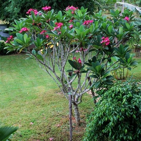 Plumeria rubra ~ Detailed Information | Photos | Videos