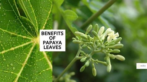 Exceptional Benefits Of Papaya Leaves | How To Make Papaya Leaf Juice?