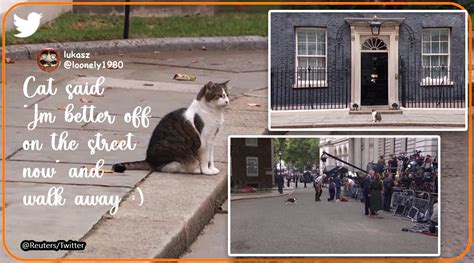 Larry the cat spotted outside 10 Downing Street after Liz Truss named UK’s PM. Watch | Trending ...