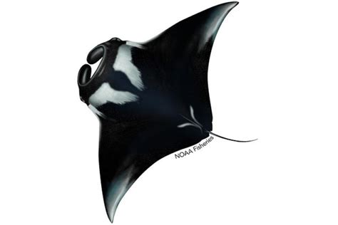 Giant Manta Ray | NOAA Fisheries