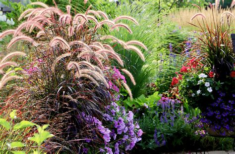 Ornamental Grasses for Your Landscape | Platt Hill Nursery | Blog & Advice