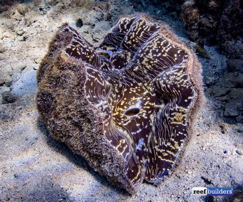 Visiting the Original Giant Clam Farm in Palau Featured, giant clams ...