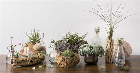 Air Plant Display: 10 Unique Ideas - SuperMoss