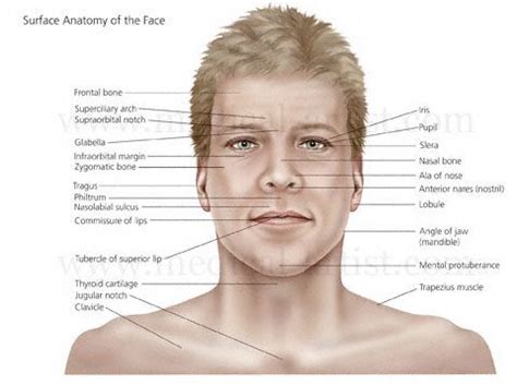 Face anatomy, Facial anatomy, Human face