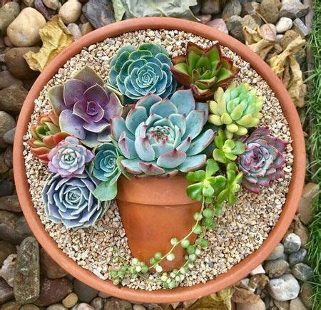 400 Succulent Arrangements ideas | succulents, succulent arrangements, planting succulents