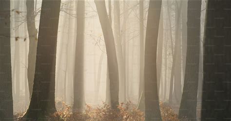 A foggy forest filled with lots of trees photo – Landscape Image on ...