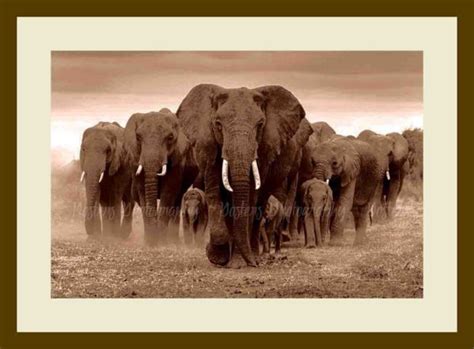 Fine Art Photography Print - Posters Photography - The Elephant Herd