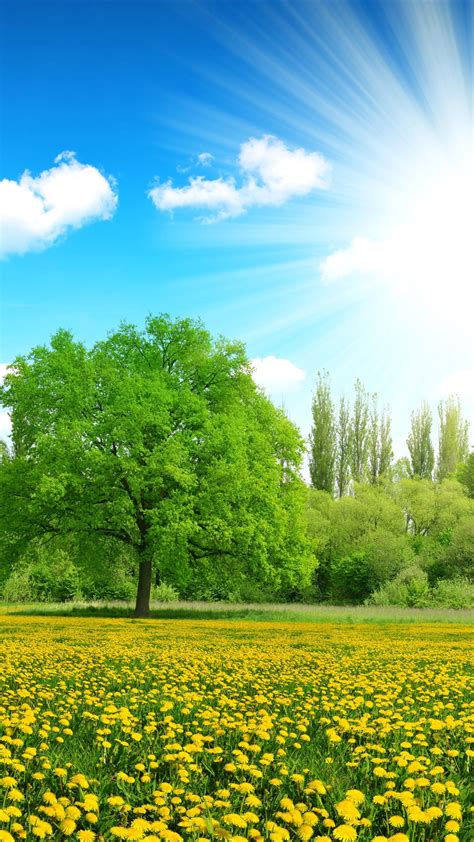 Wallpaper Yellow flowers, green trees, blue sky, white clouds, sun rays, summer 2880x1800 HD ...