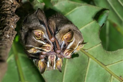 Tent making bats | Cute bat, Bat, Animals beautiful