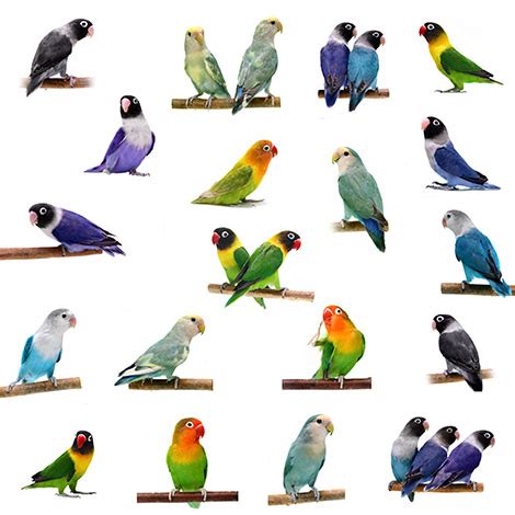 Small Parrots | The Different Types of Parrot | Parrots | Guide | Omlet UK