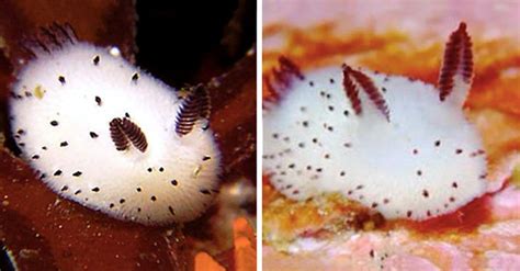 Sea Bunnies: The Spongy ‘Peeps’ of the Seafloor | The Rainforest Site ...