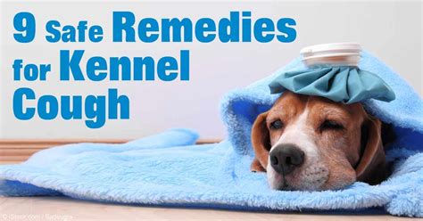 Best 25+ Kennel cough treatment ideas on Pinterest | Kennel cough symptoms, Coughing in dogs and ...