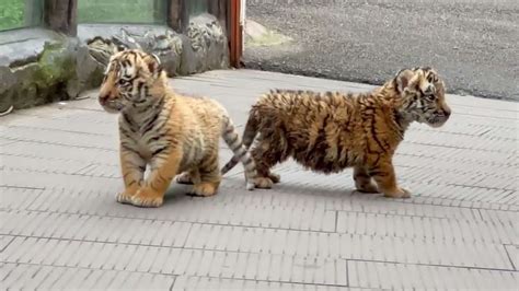 Adorable Tiger Cubs Take Their First Wobbly Steps