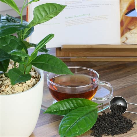 Buy grow your own tea / Camellia sinensis var. sinensis Camellia sinensis var. sinensis: £14.99 ...