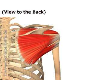 Impingement Syndrome of the Shoulder - help and information