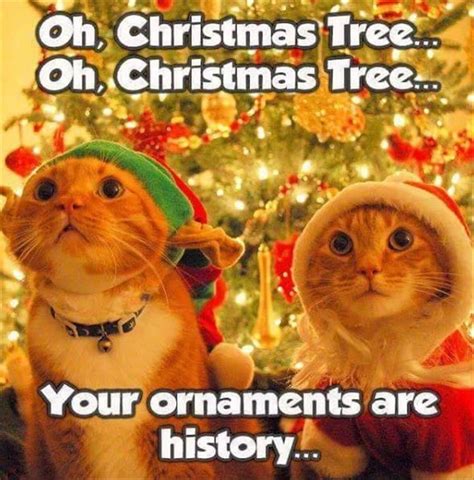 18 Funny Animal Pics for Your Wednesday | Funny cat memes, Funny animal ...