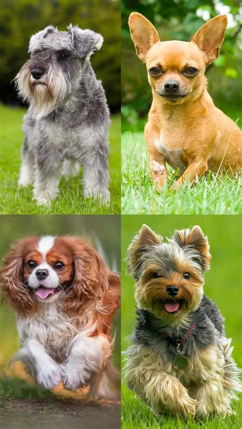 Miniature Dog Breeds