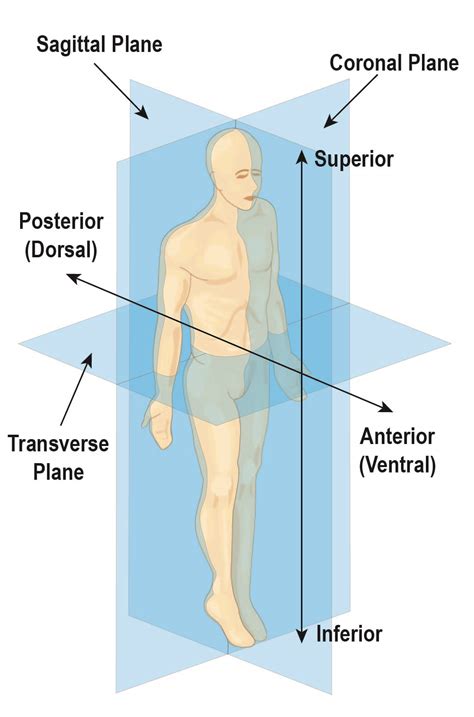 Anatomical Position Of The Body - Anatomy Human Physiology General ...