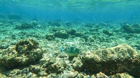 Don’t Miss the 5 Best Snorkeling Spots on Kauai (with maps, directions ...