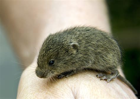 Voles - Poulin's Pest Control