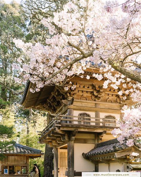 Cherry Blossoms Are Blooming at the Japanese Tea Garden in San Francisco!