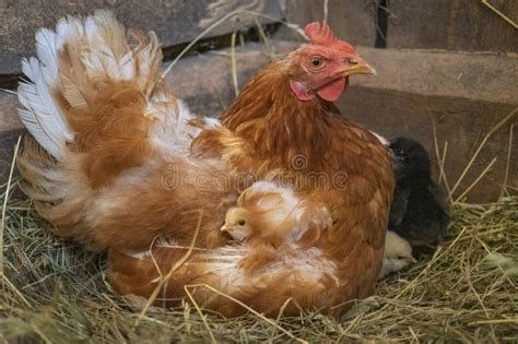 A Mother Hen with Newly Hatched Chicks Stock Image - Image of humane, knocked: 194518159