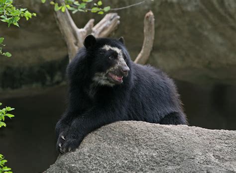 Spectacled Bear | The Biggest Animals Kingdom