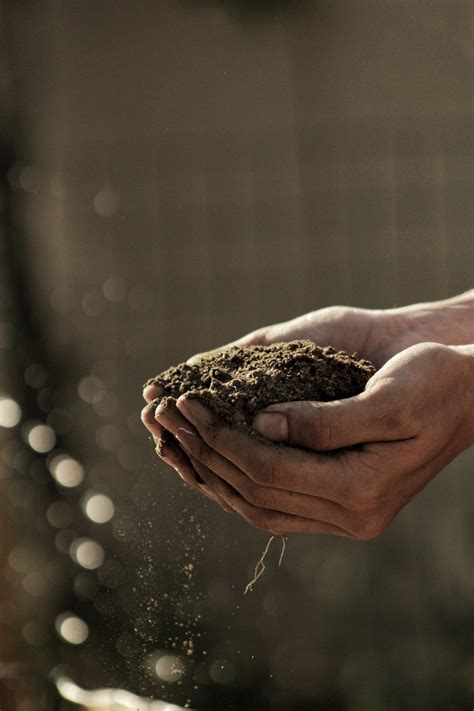 Free Images : hand, leaf, leg, finger, dirt, soil, holding, close up, hands, macro photography ...