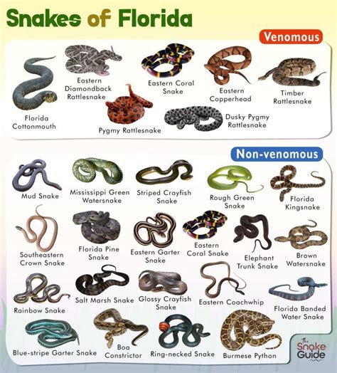 List of Common Venomous and Non-venomous Snakes in Florida with Pictures