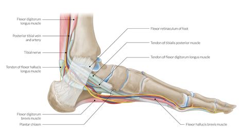 Faial ego mosaico tibial posterior anatomia vocal Apropiado subterráneo