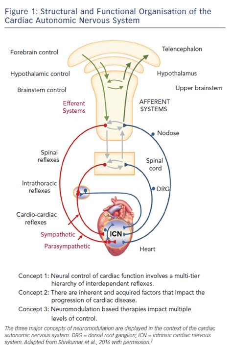 Autonomic Nervous System And Heart - Captions Ideas